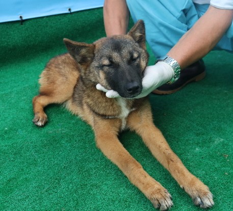 제주 동물보호센터_450650202402646