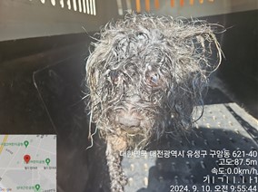 보호중 믹스견의 가…