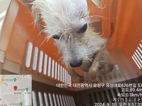 대전동물보호센터_430367202400624