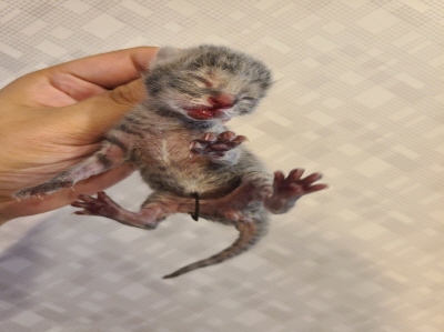 종료(자연사) 믹스…