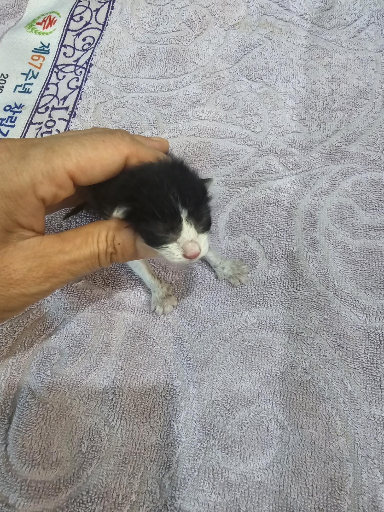 군산유기동물보호센터_445467202401647