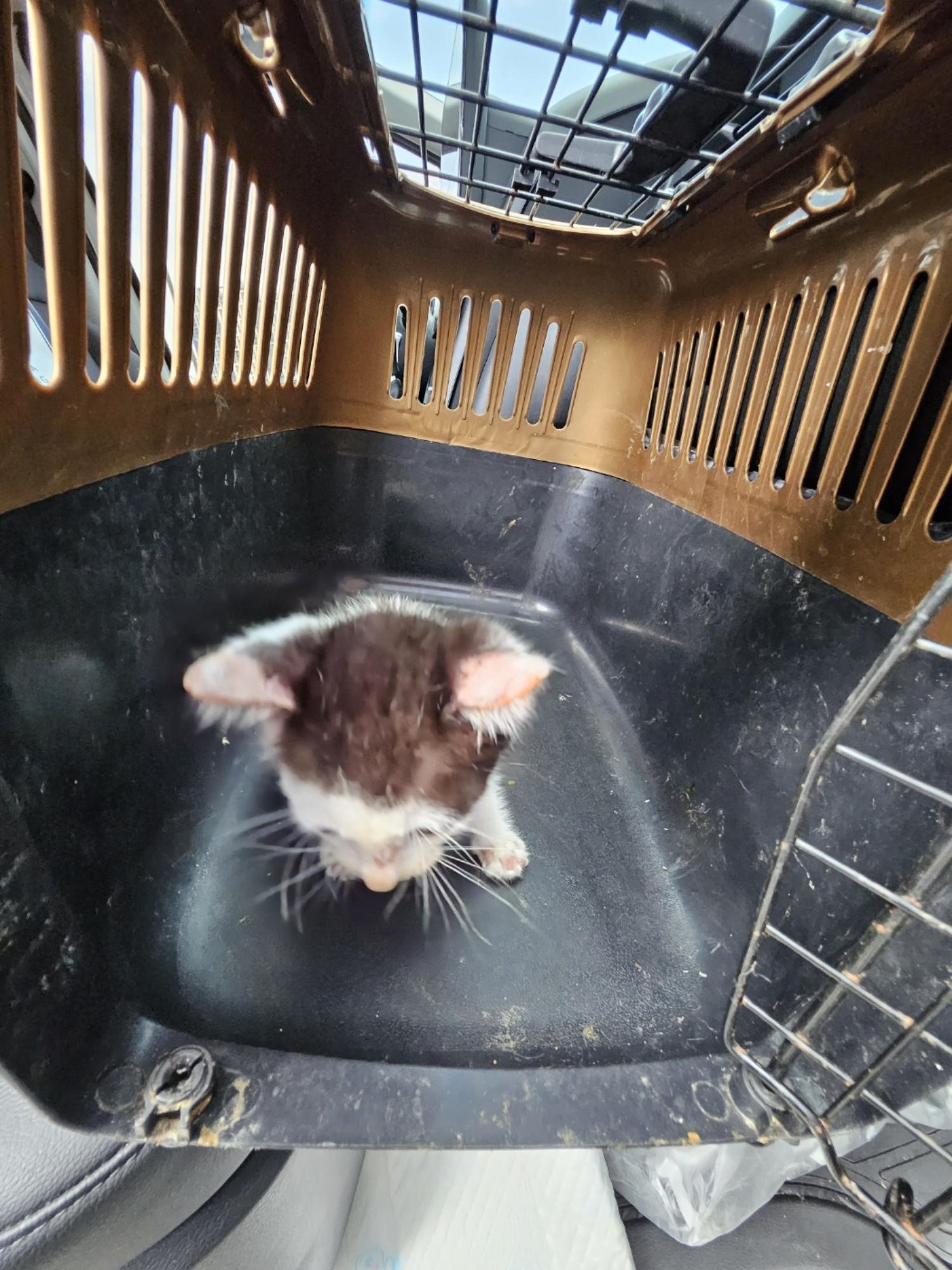 보호중 한국 고양이…