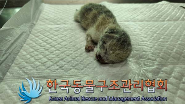 한국동물구조관리협회_411311202400635