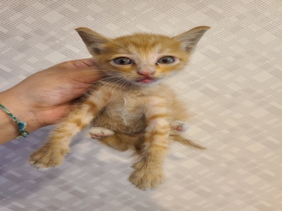 사단법인 동부_426340202400447