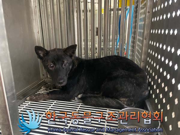 한국동물구조관리협회_441406202401470
