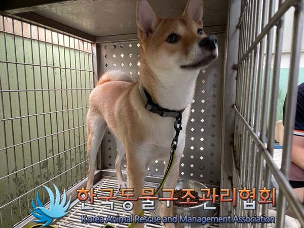 한국동물구조관리협회_441404202400459