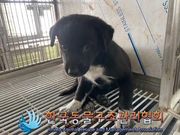 한국동물구조관리협회_441560202401129