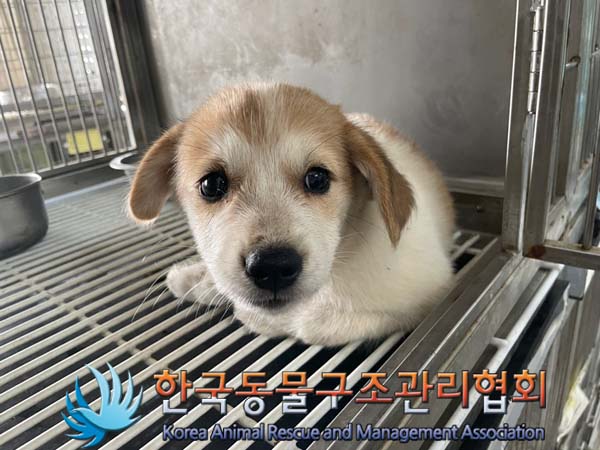 보호중 믹스견의 가…