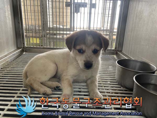 한국동물구조관리협회_441560202401132