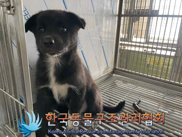 한국동물구조관리협회_441560202401131