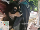 대전동물보호센터_430365202400382