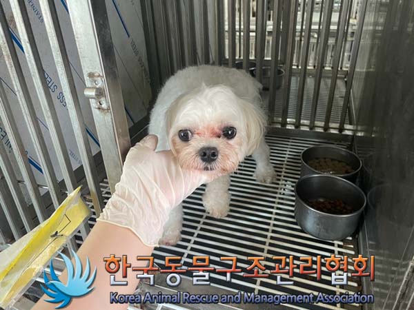 보호중 말티즈의 가…