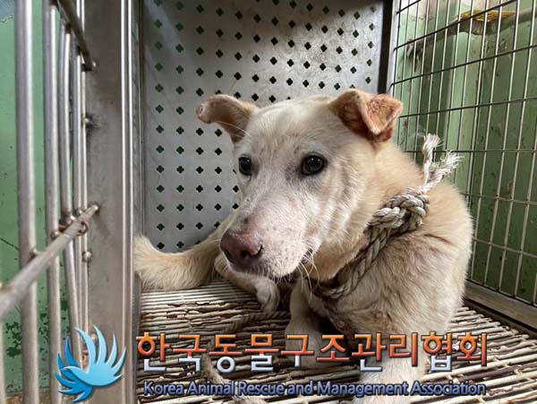 한국동물구조관리협회_441409202401353