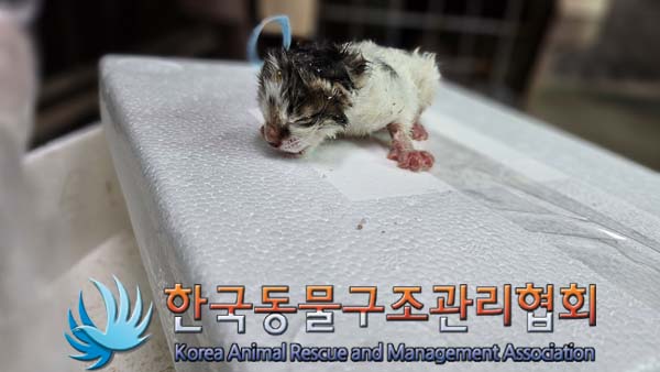한국동물구조관리협회_411316202400486