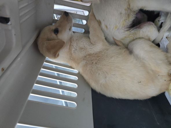 담양군 동물보호센터_446485202400746
