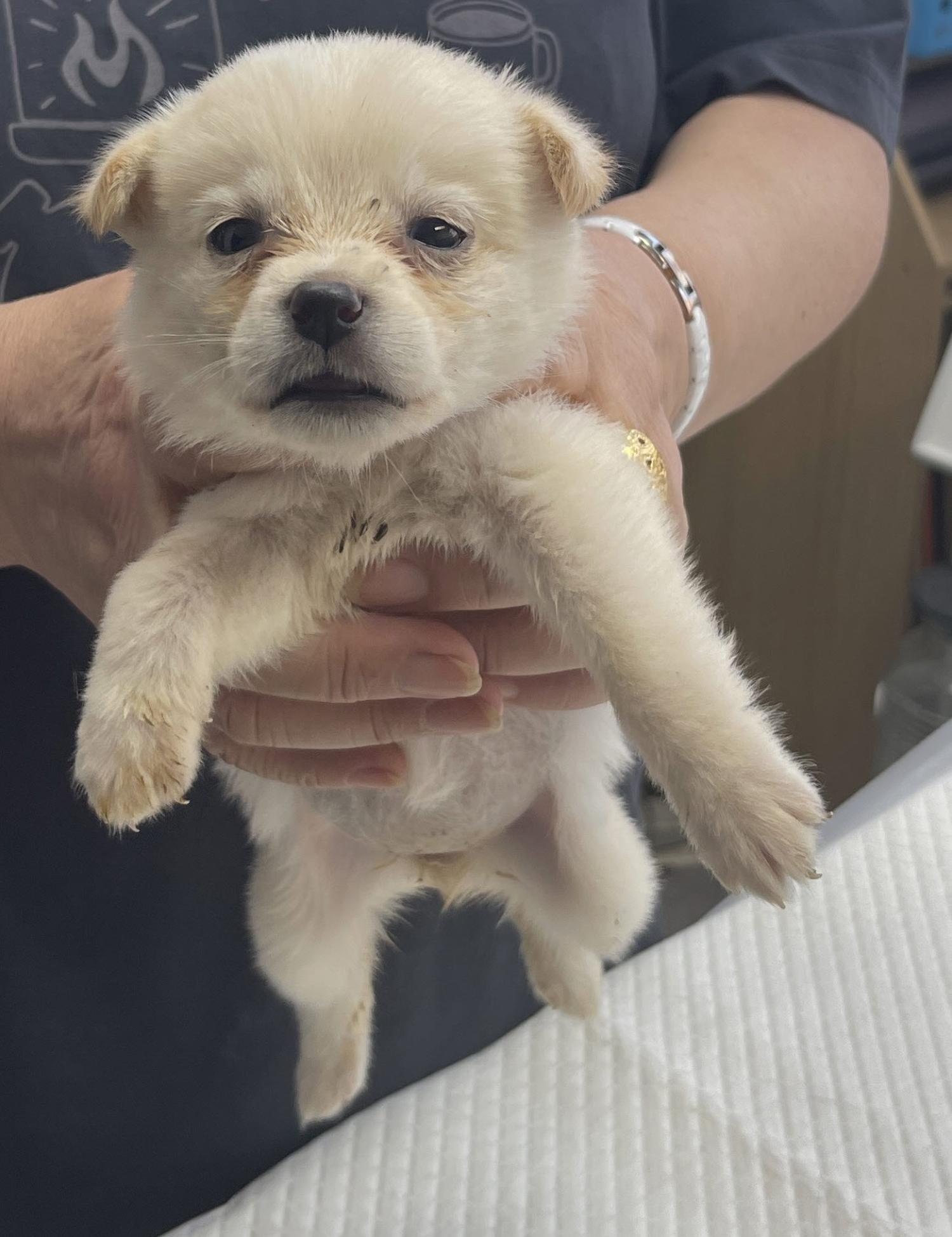 베스트동물병원_428357202401182