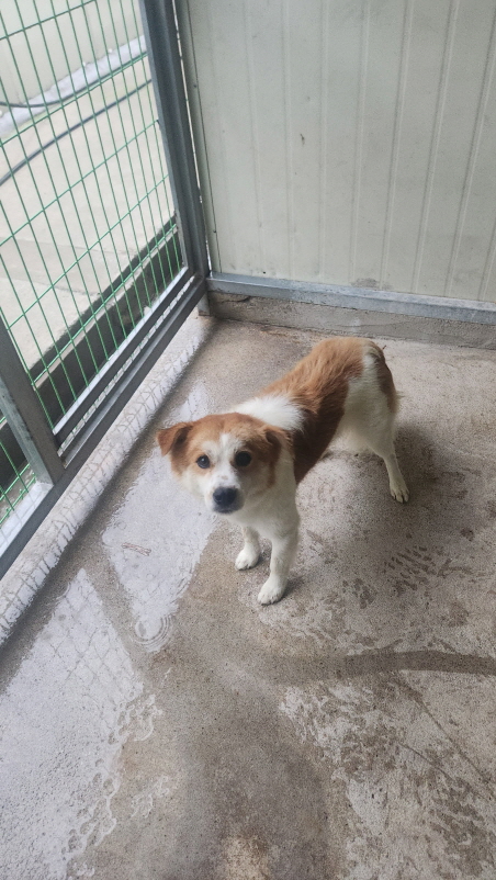 익산유기동물보호소_445468202402436