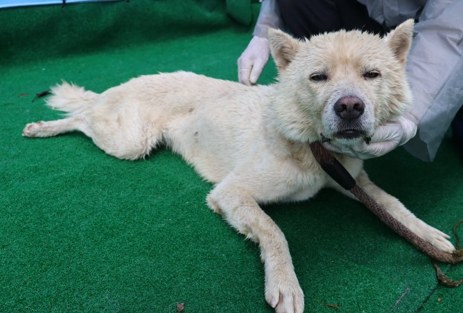 제주 동물보호센터_450650202402665
