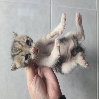 종료(자연사) 한국…