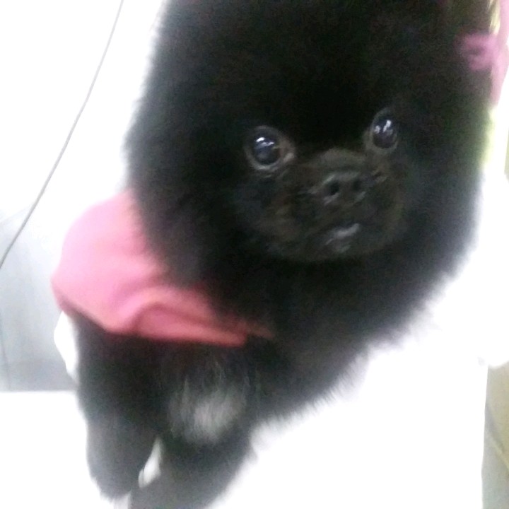 인천광역시수의사회_428351202400607