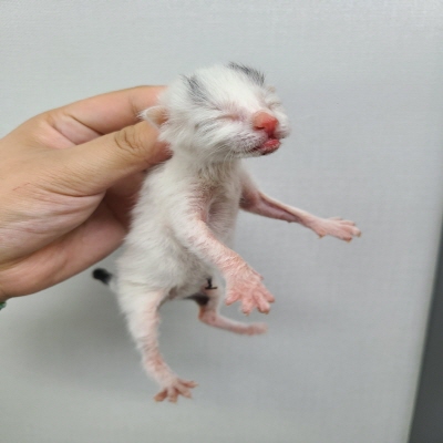 (사)동부동물보호협회_426331202400348