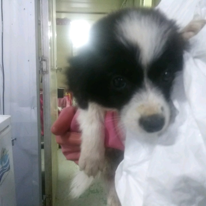 인천수의사회유기동물_428358202400281
