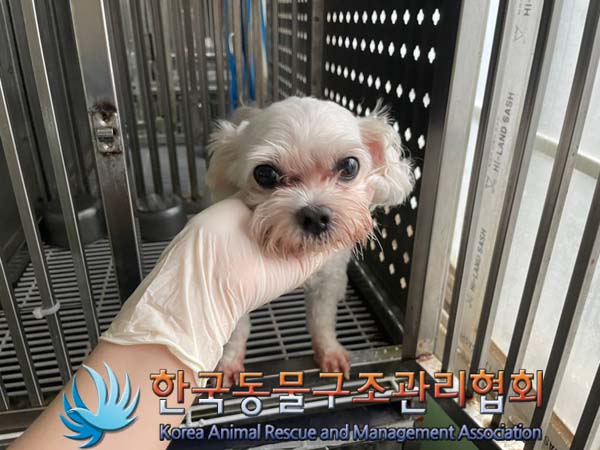 한국동물구조관리협회_441382202400694