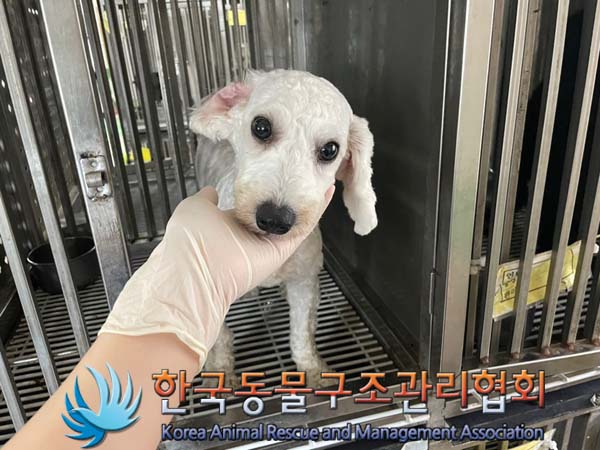 보호중 믹스견의 가…