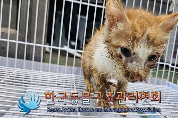 한국동물구조관리협회_441392202400254