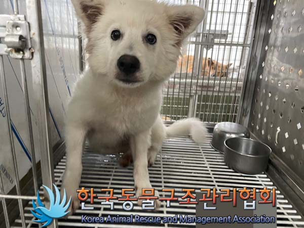 보호중 믹스견의 가…