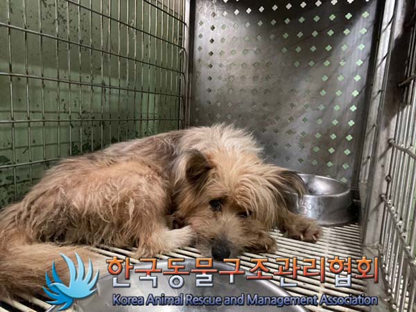 한국동물구조관리협회_411311202400637