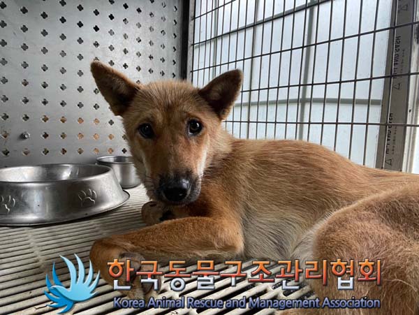 한국동물구조관리협회_441404202400460