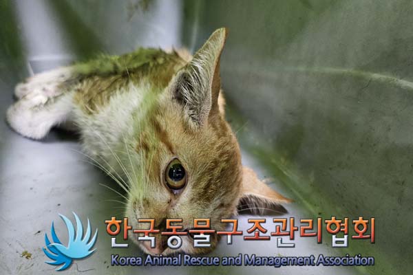 한국동물구조관리협회_411315202400445