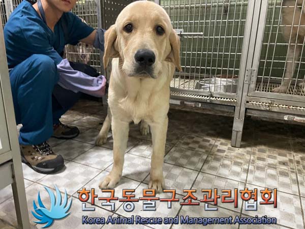 보호중 믹스견의 가…