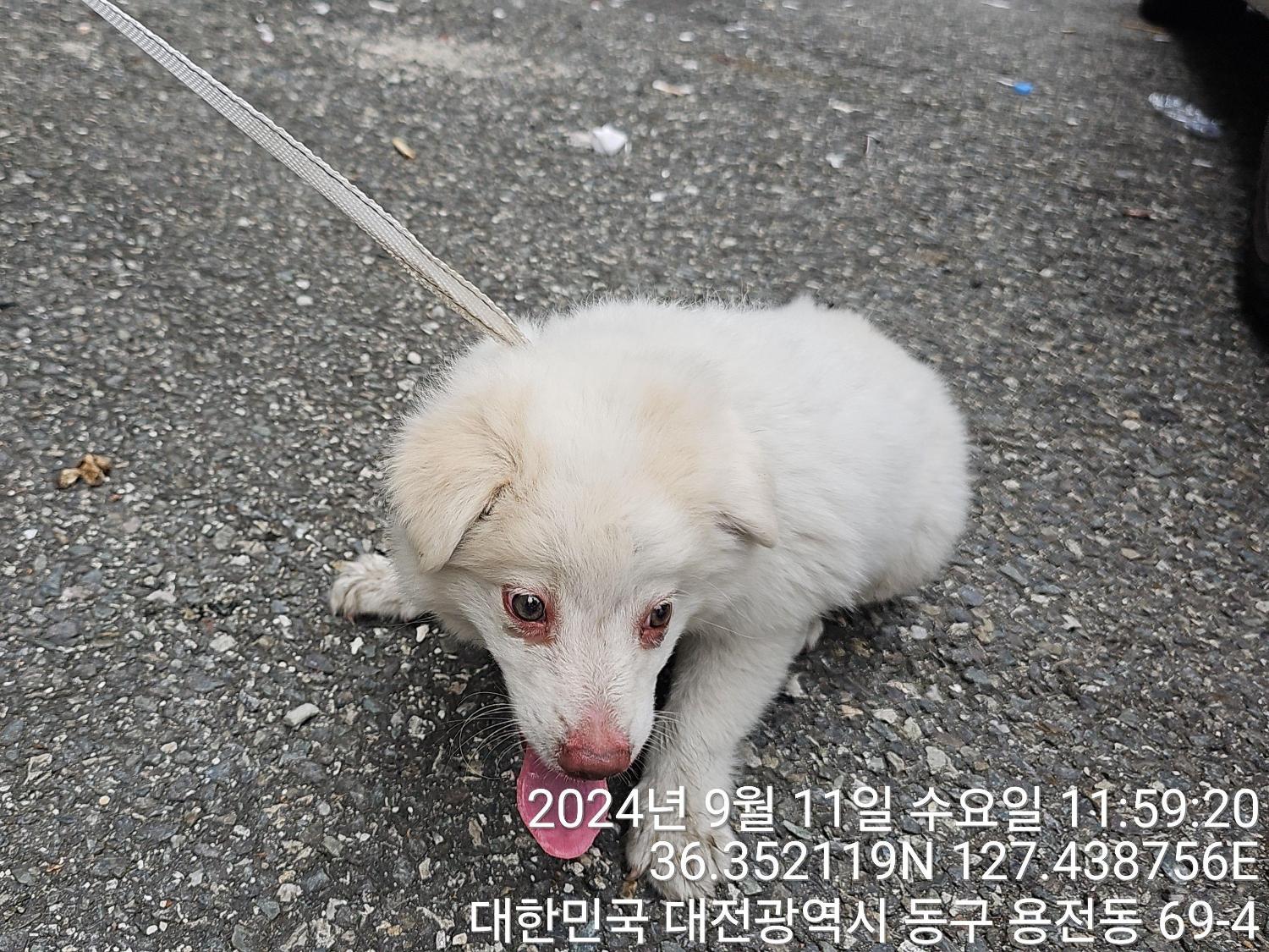 대전동물보호센터_430364202400686