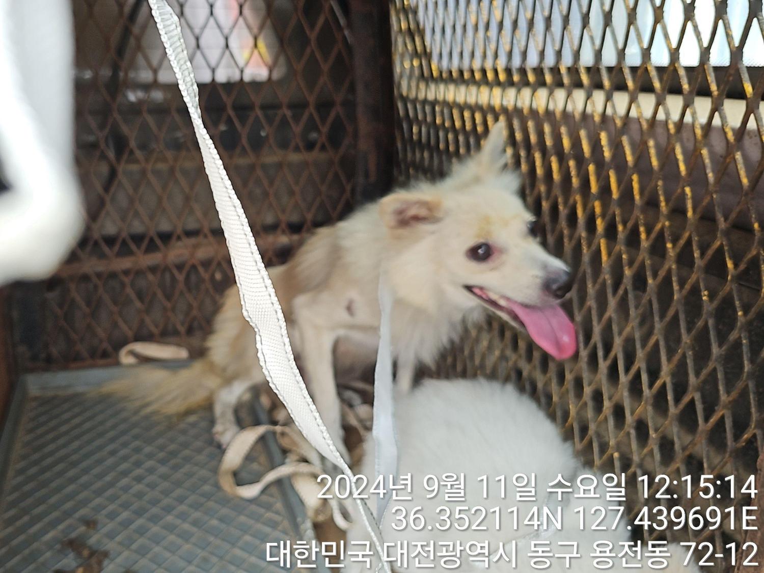 대전동물보호센터_430364202400685