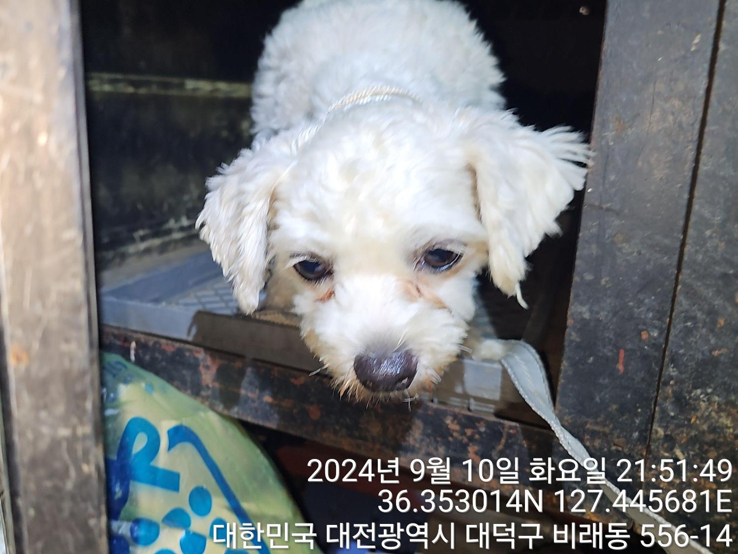 보호중 말티즈의 가…