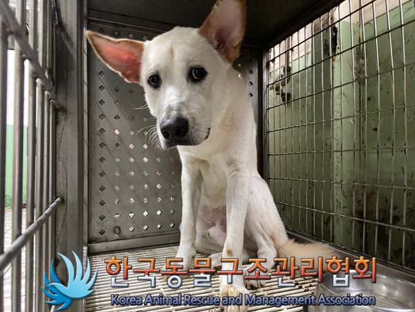 한국동물구조관리협회_411317202400305