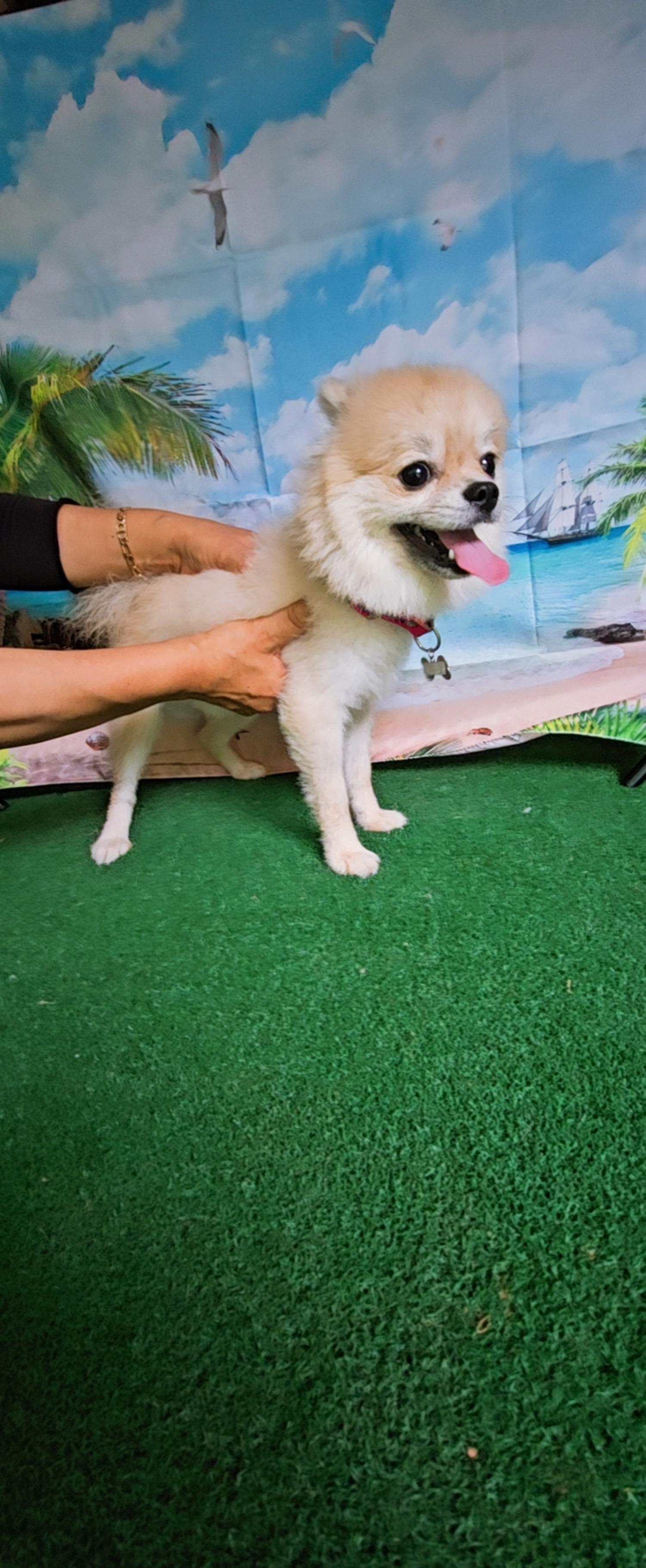 보호중 포메라니안의…