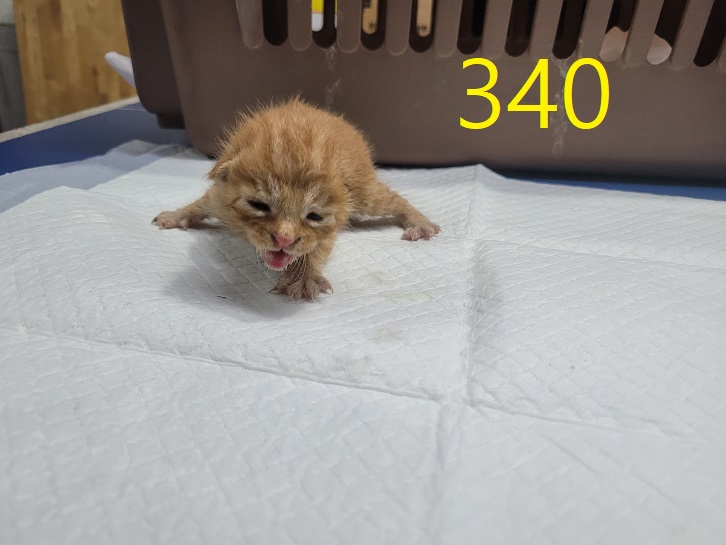 신영재동물병원_428355202400595