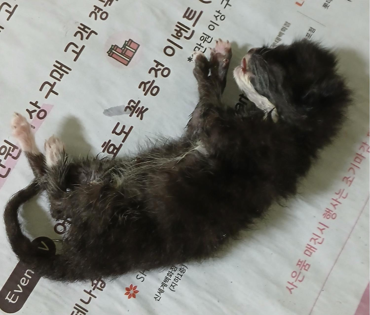 대구유기동물보호협회_427345202400559