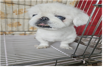 유기동물및관리협회_448535202401163