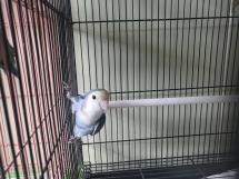 (사)하얀비둘기_426336202400645