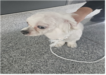 (사)동물보호관리협회_448535202401164