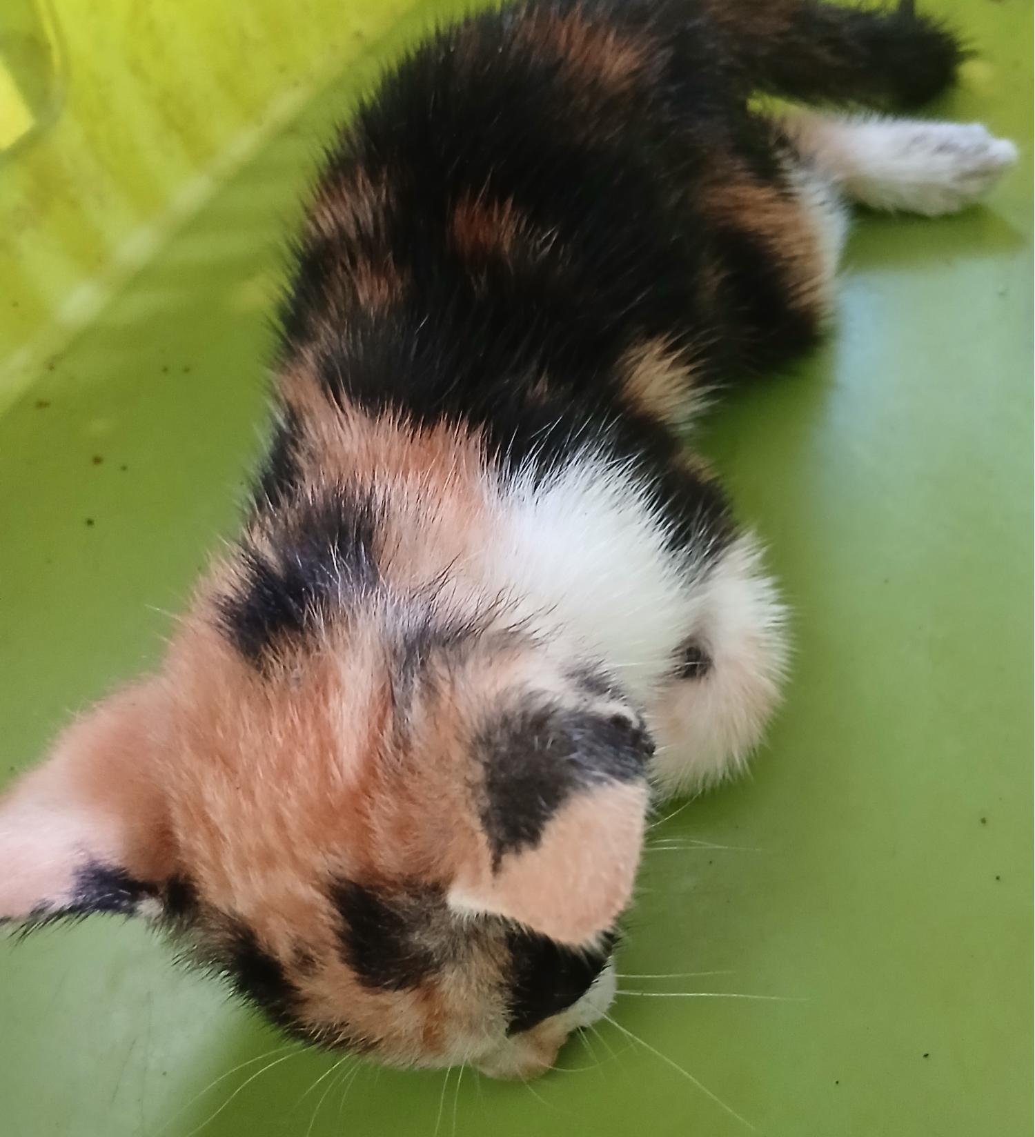 대구유기동물보호센터_427342202400816