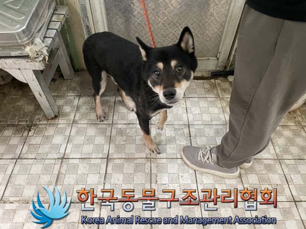 한국동물구조관리협회_411318202400311