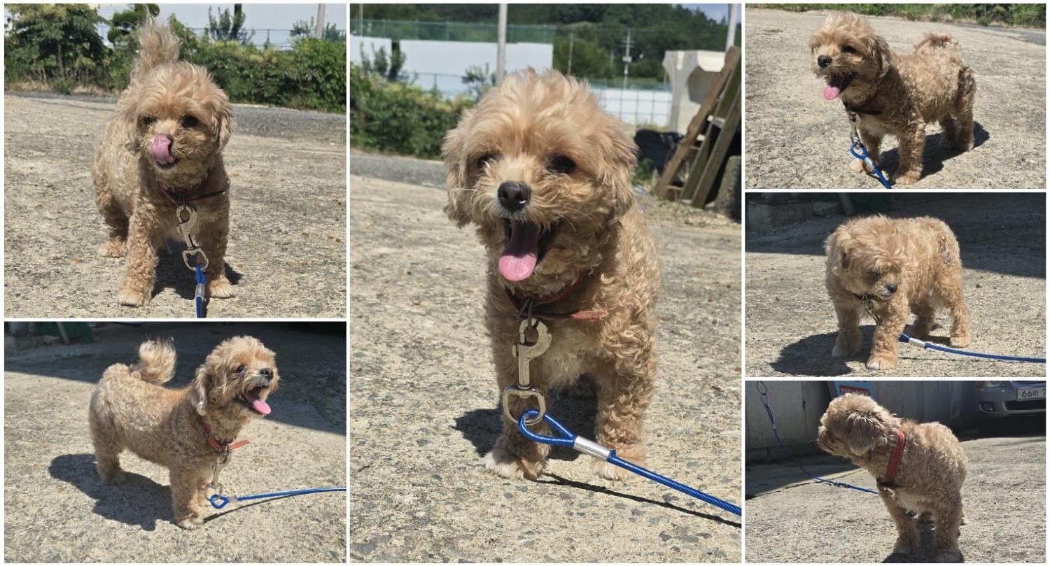 무안군유기동물보호소_446495202400460