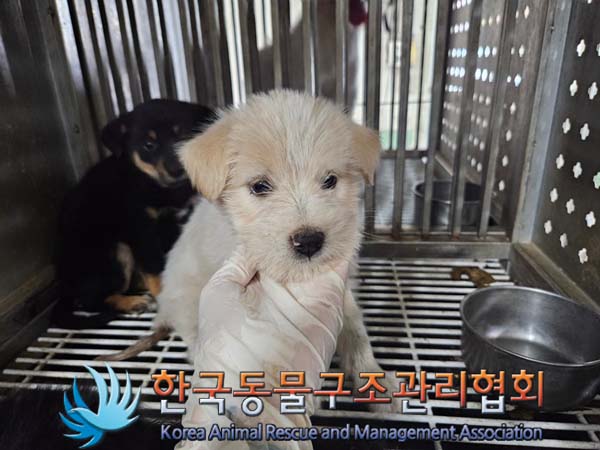 종료(입양) 믹스견…