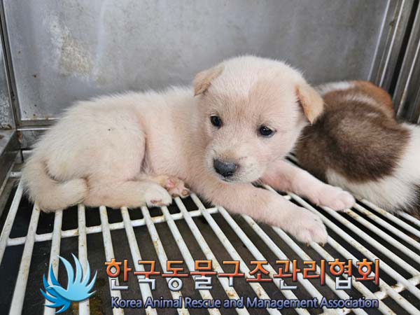 한국동물구조관리협회_441409202401355