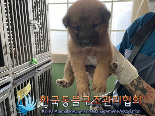 한국동물구조관리협회_441409202401361